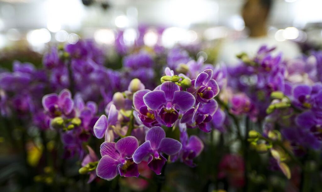 Domingo marca o começo da estação da primavera no Brasil